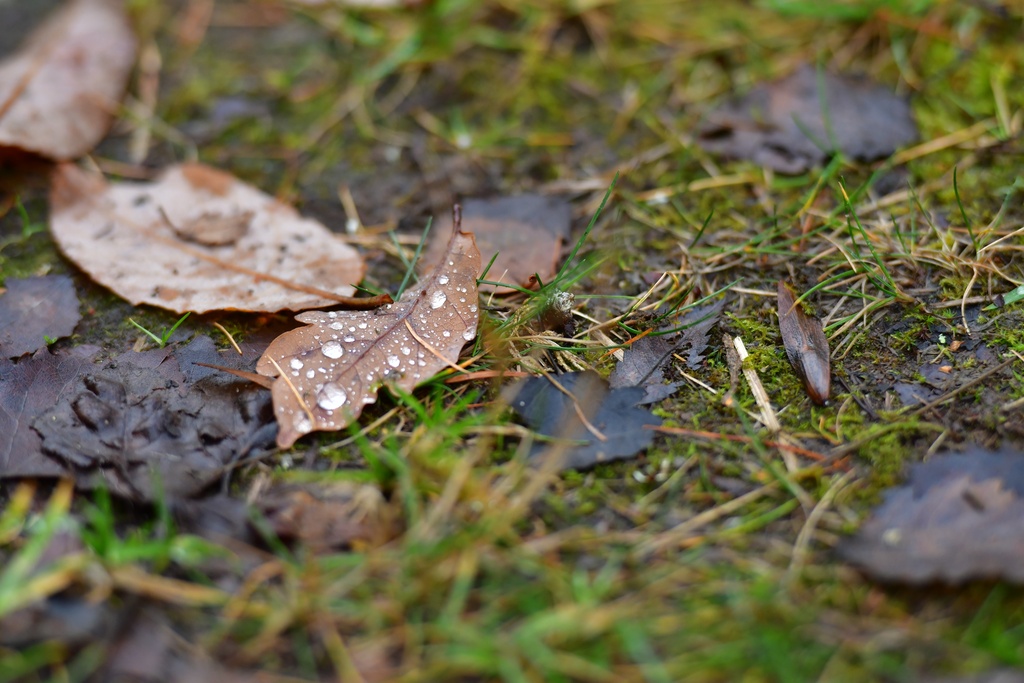 2018-11 Scotland/Foyers/DSC_7596.JPG